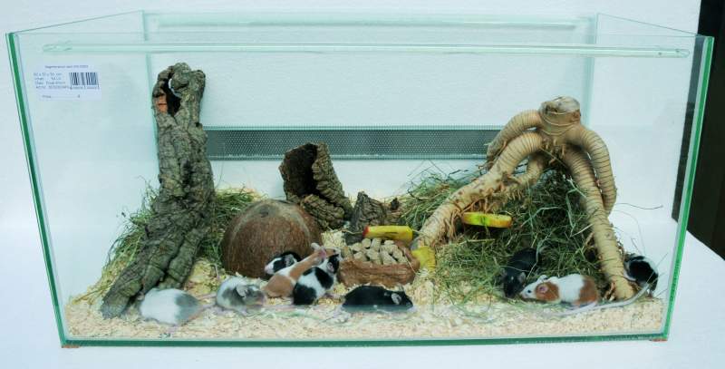 Nagerterrarium